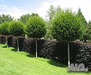 image_12