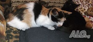 image_4
