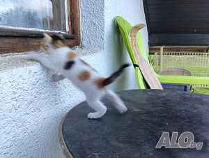 image_3