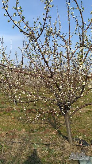 Продава сливова овощна градина
