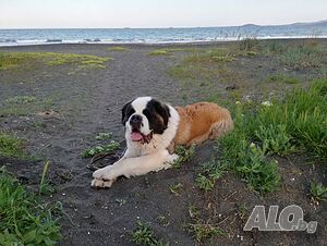 image_4