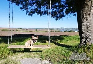 image_5