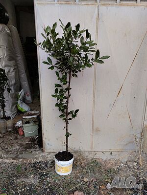 image_7