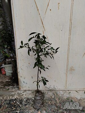 image_10