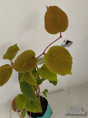 Мъжко киви Томури(Actinidia Tomuri)