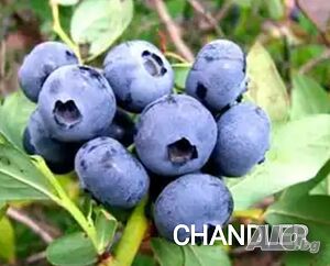 Боровинки(разсад) сортове BlueCrop, Duke, Chandler и Червена Боровинка