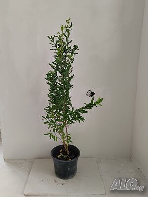 Нар(калинка)