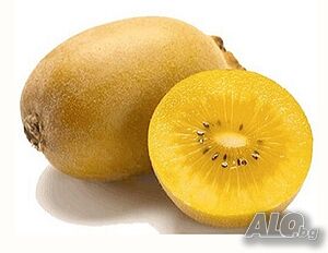 Едро Златно киви Сорели - Голд киви(Gold kiwi - Soreli)