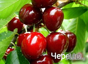 Продавам плодни дръвчета - праскови, кайсии, круши, ябълки, сливи, вишни, череши и дюли