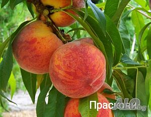 Продавам Праскови сортове: редхейвън, глоухейвън, хале