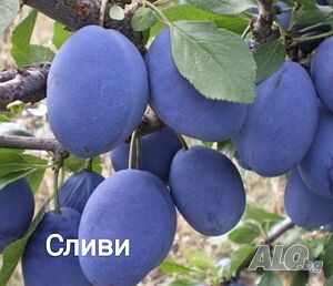 Продавам Сливи сортове: стенлей, чачанска лепотица