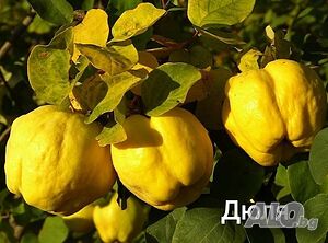 Продавам Дюли сортове: асенница, португалска