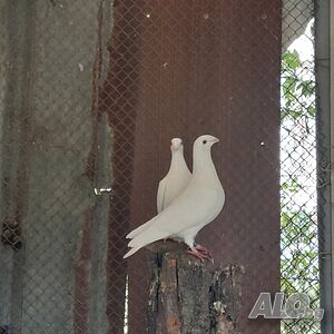 image_2