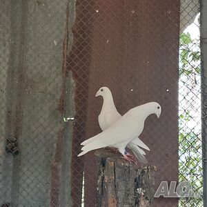 image_3
