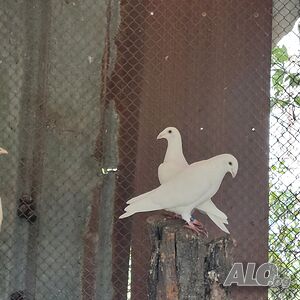 image_5