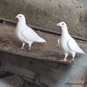 image_8