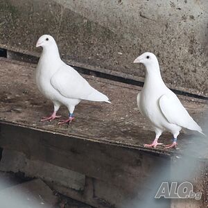 image_9