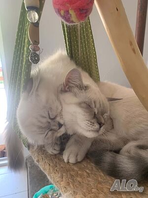 Шотлански котета