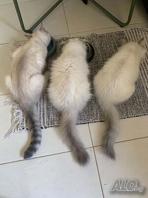 Шотлански котета