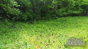 image_6