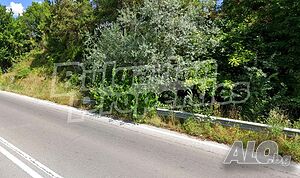 image_3