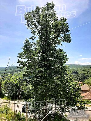 image_11