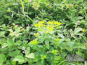 image_8