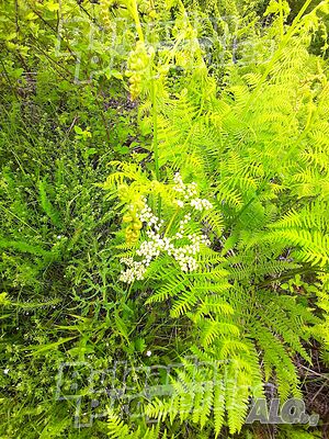 image_11