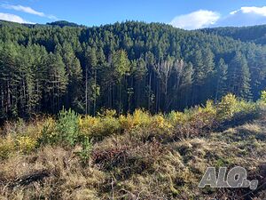 image_7