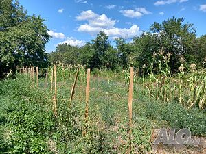 image_15