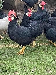 image_8