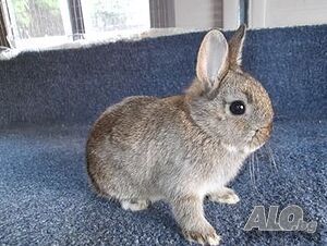 Продава Мини зайчета