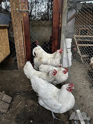 image_3