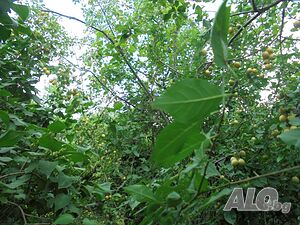image_2