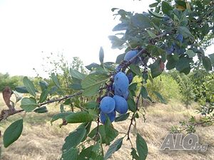 image_6