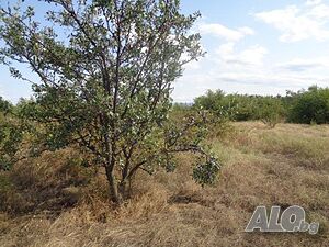 image_7