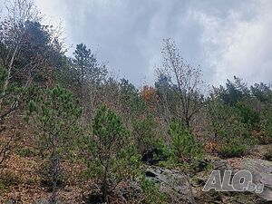 image_4