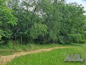 Публична продан от ЧСИ на Парцел с къща в с. Оборище с. Оборище, общ. Вълчи дол, обл. Варна