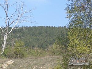 image_4