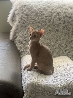 Абисинска котка
