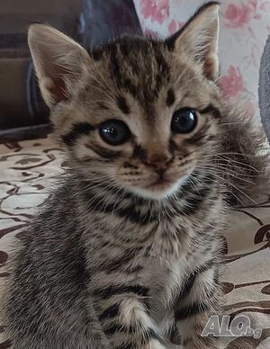 подарявам пет котенца