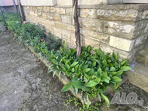 image_11