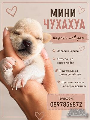 Куче мини чихуахуа Чихуахуа 1 месеца Мъжко Женско Чистокръвно | Кучета - продава | Поморие
