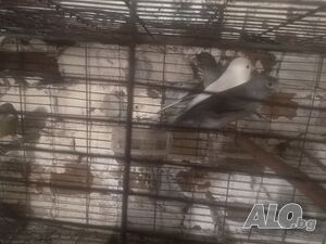 Продавам елитни орфееви канари