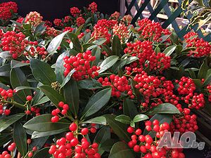 image_7