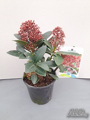 image_8