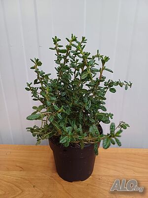 image_8