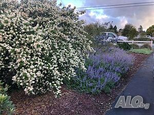 image_10