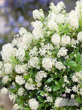 image_11