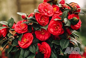 image_8